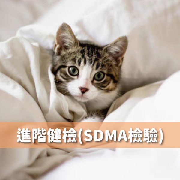 貓咪健檢套組一次搞懂（健檢套組優惠報名中）  獸醫師好囉嗦 聯盟 